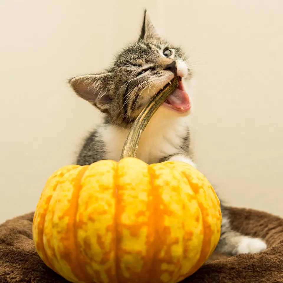 Helvona Krem Kedi Ödülü 4×15 g