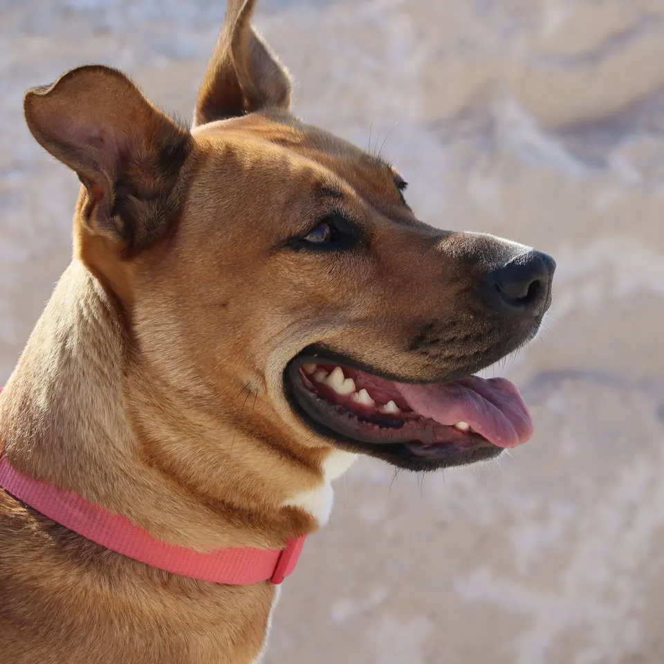 Happy brown dog enjoying a sunny day