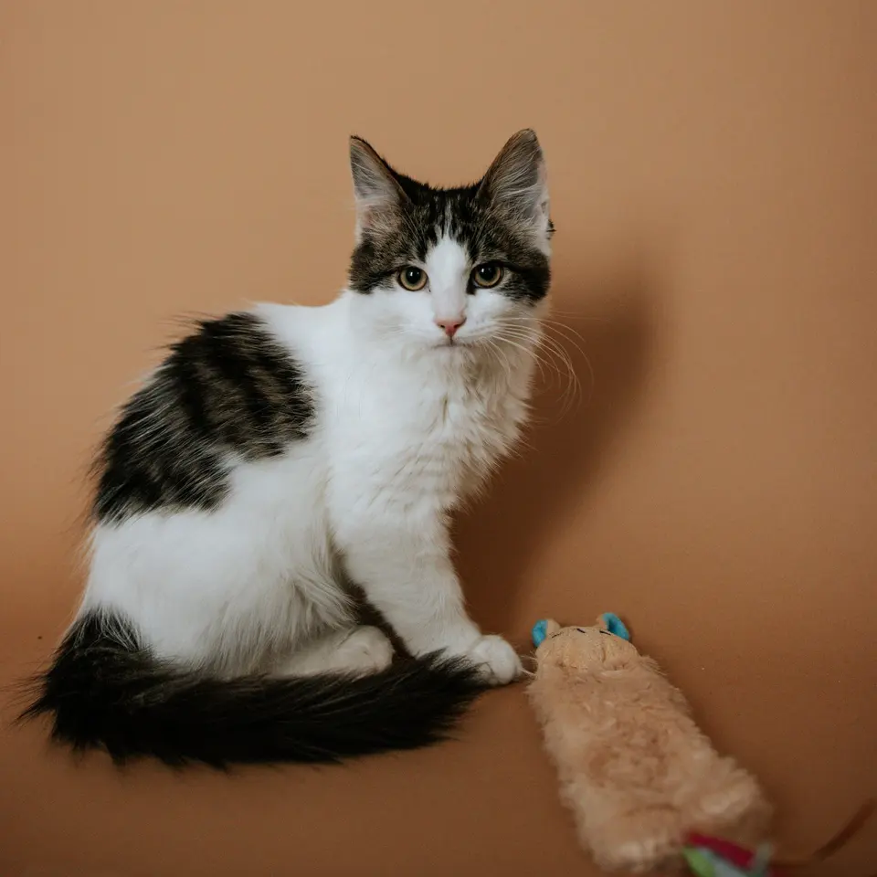 A Kitten with a Toy
