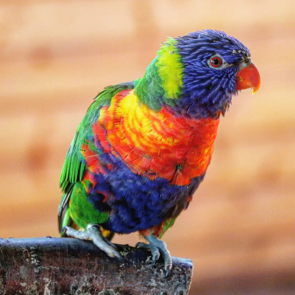 A Close-Up Shot of a Colorful Bird