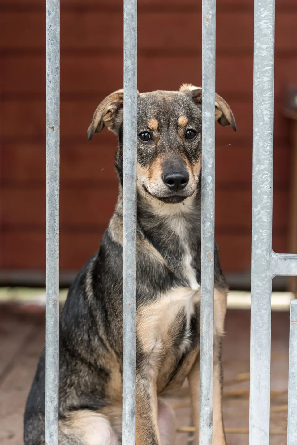 Yuva arayan köpek