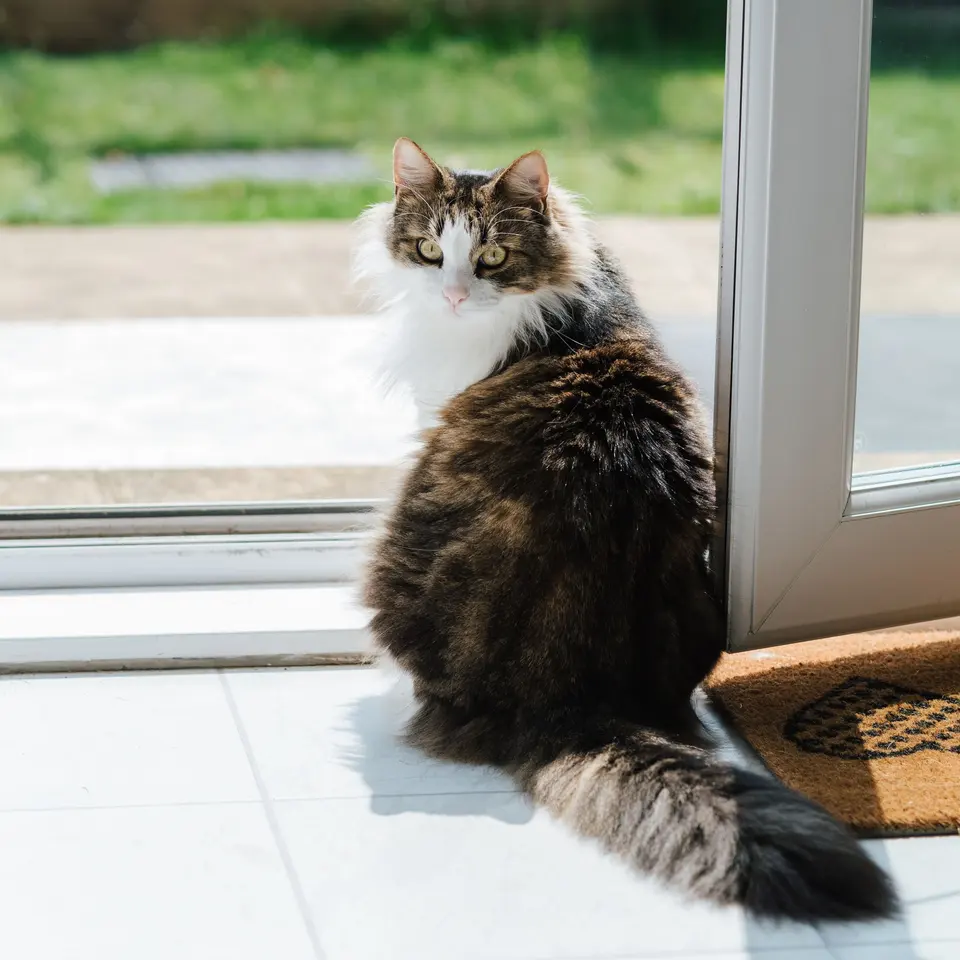 Zerdiva Kedi Su Pınarı 2 L