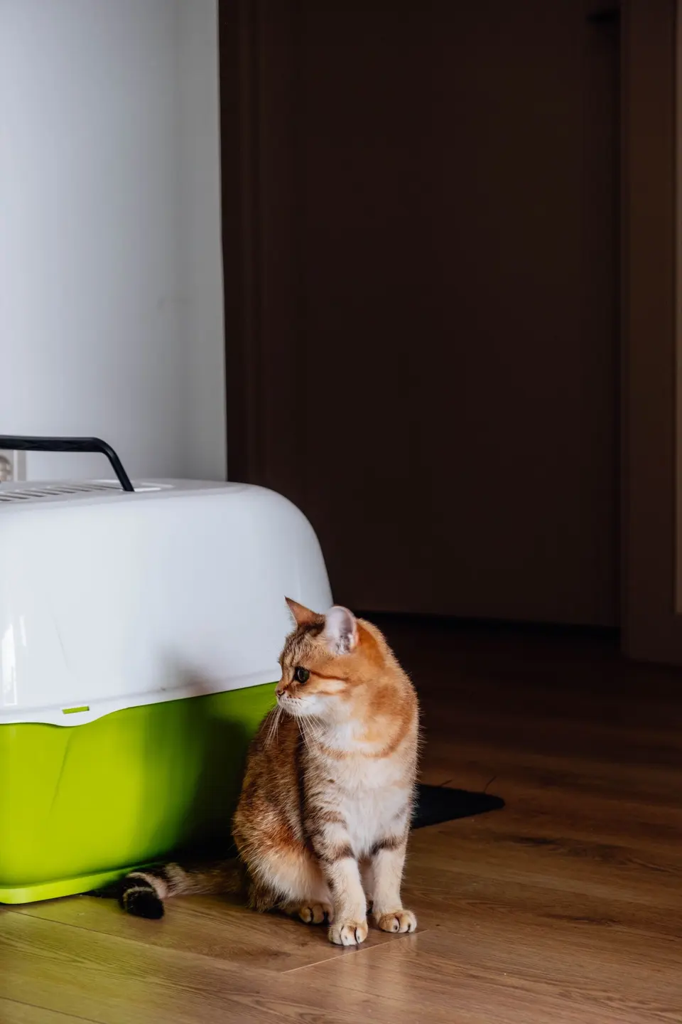 Zerdiva Sert Kedi Taşıma Kafesi