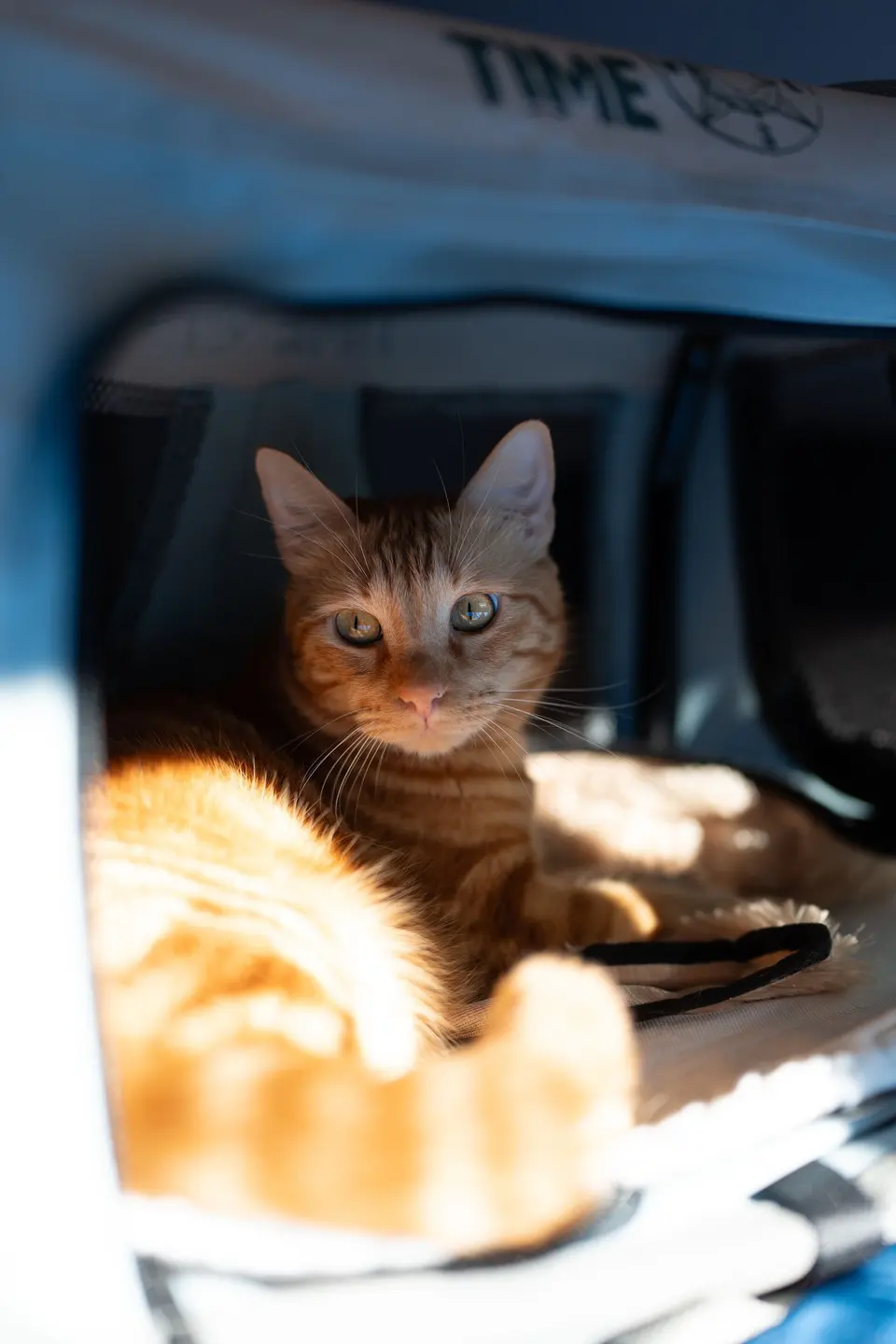 Cozy Orange Tabby Cat Relaxing in Sunlit Carrier