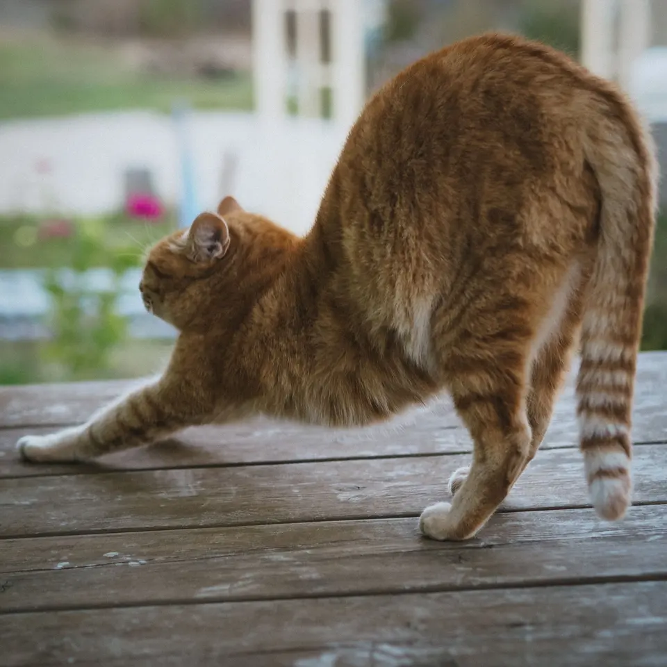 Orange Tabby Cat Stretching on a Wooden Deck