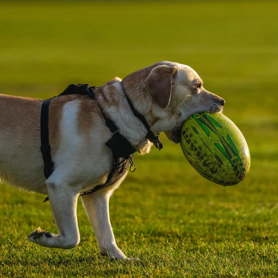 Zerdiva Köpek Tenis Topu 3’lü