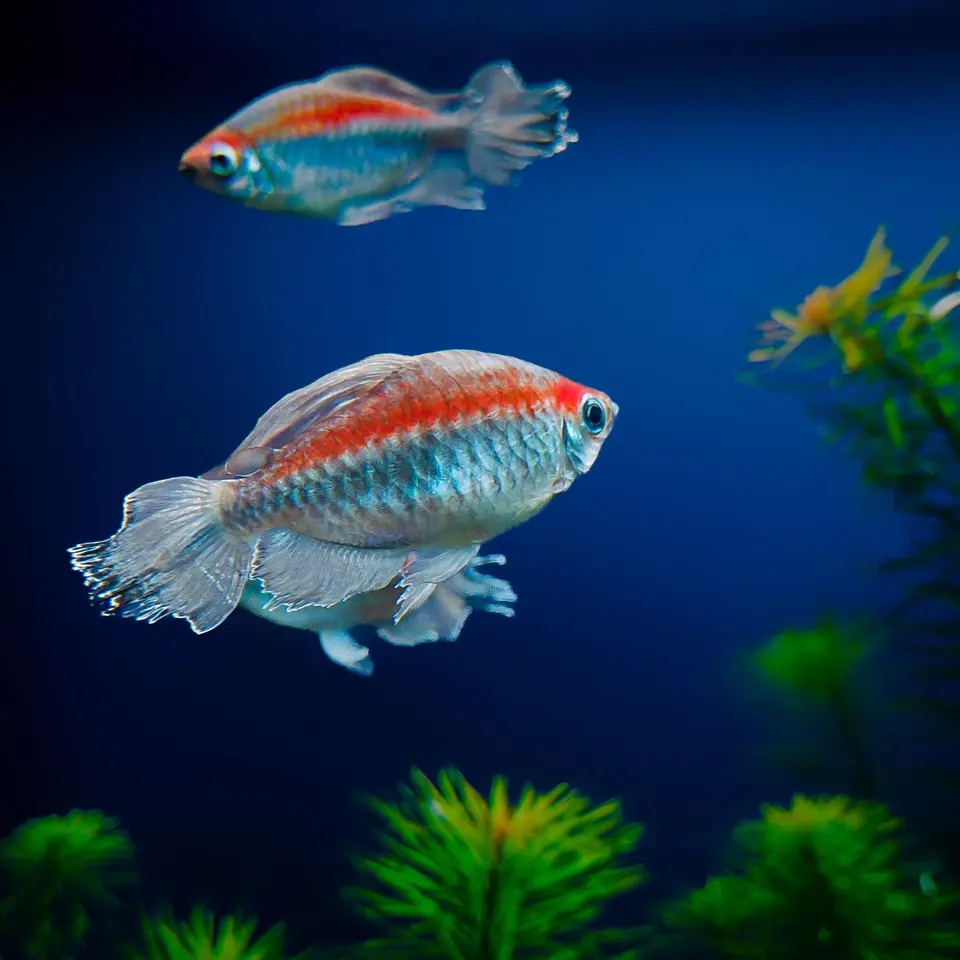 Colorful Tropical Fish in a Vibrant Aquarium