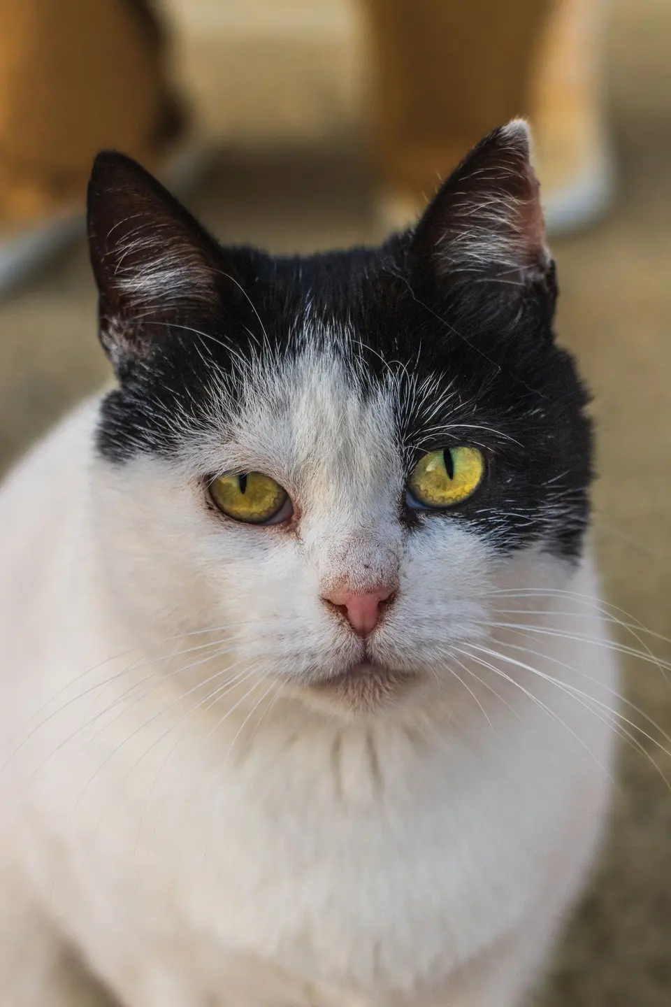 Helvona Yetişkin Kedi Pate 85 g