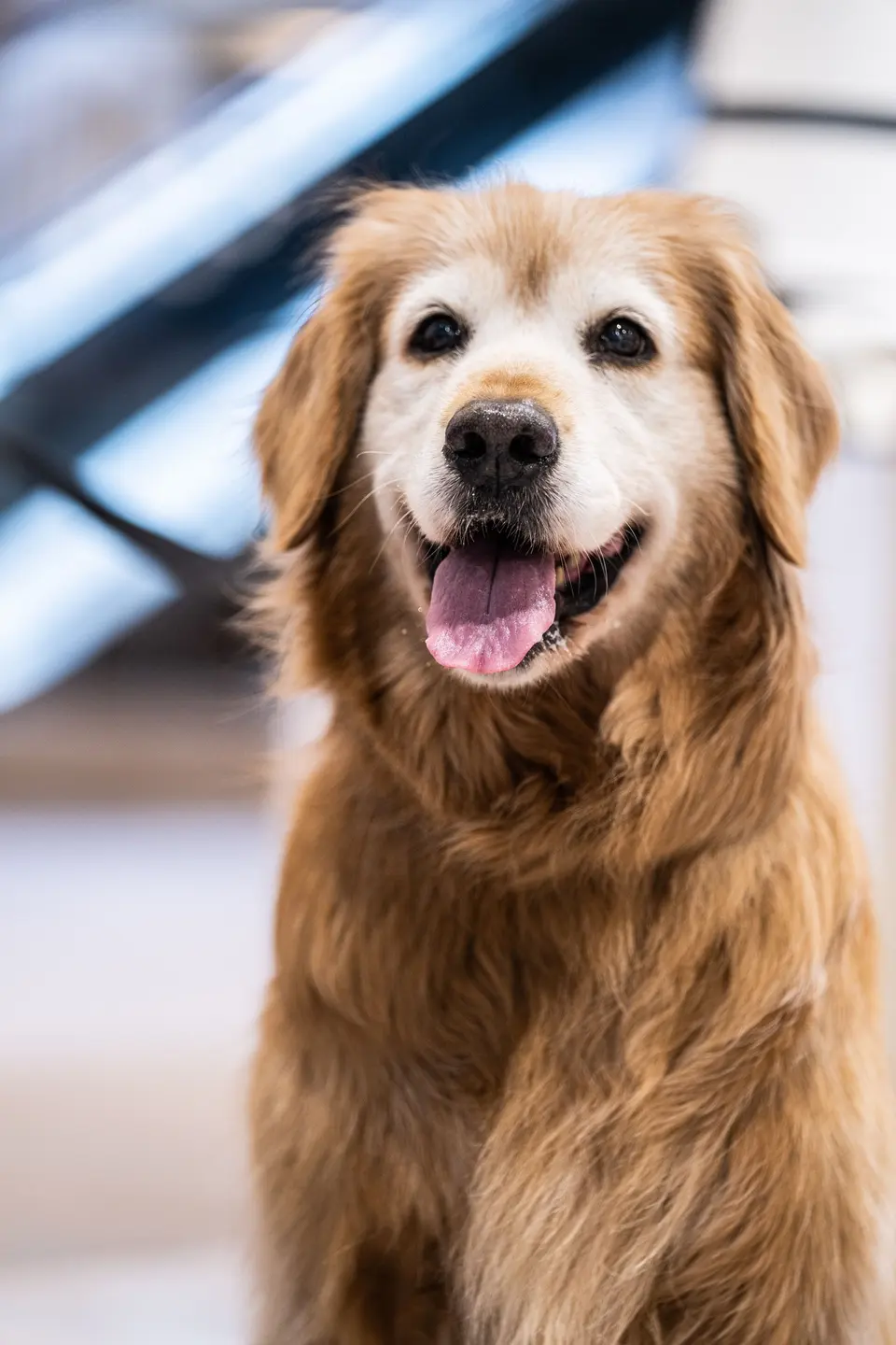 Köpek