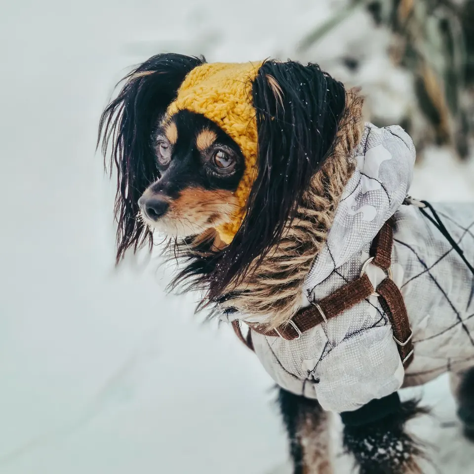 Zerdiva Reflektörlü Köpek Yağmurluğu
