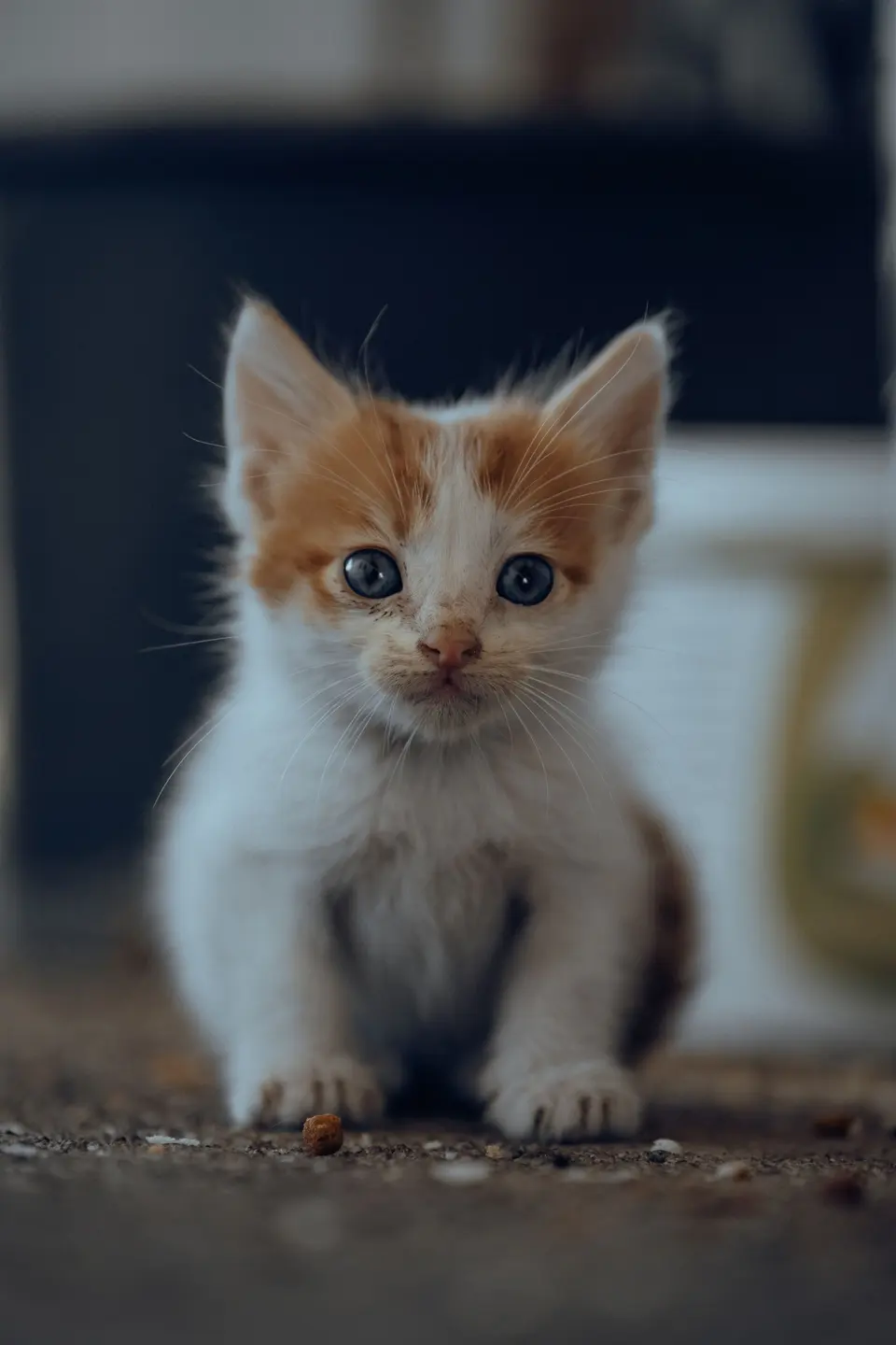 Nobrena Tahılsız Yavru Kedi Maması Hindili
