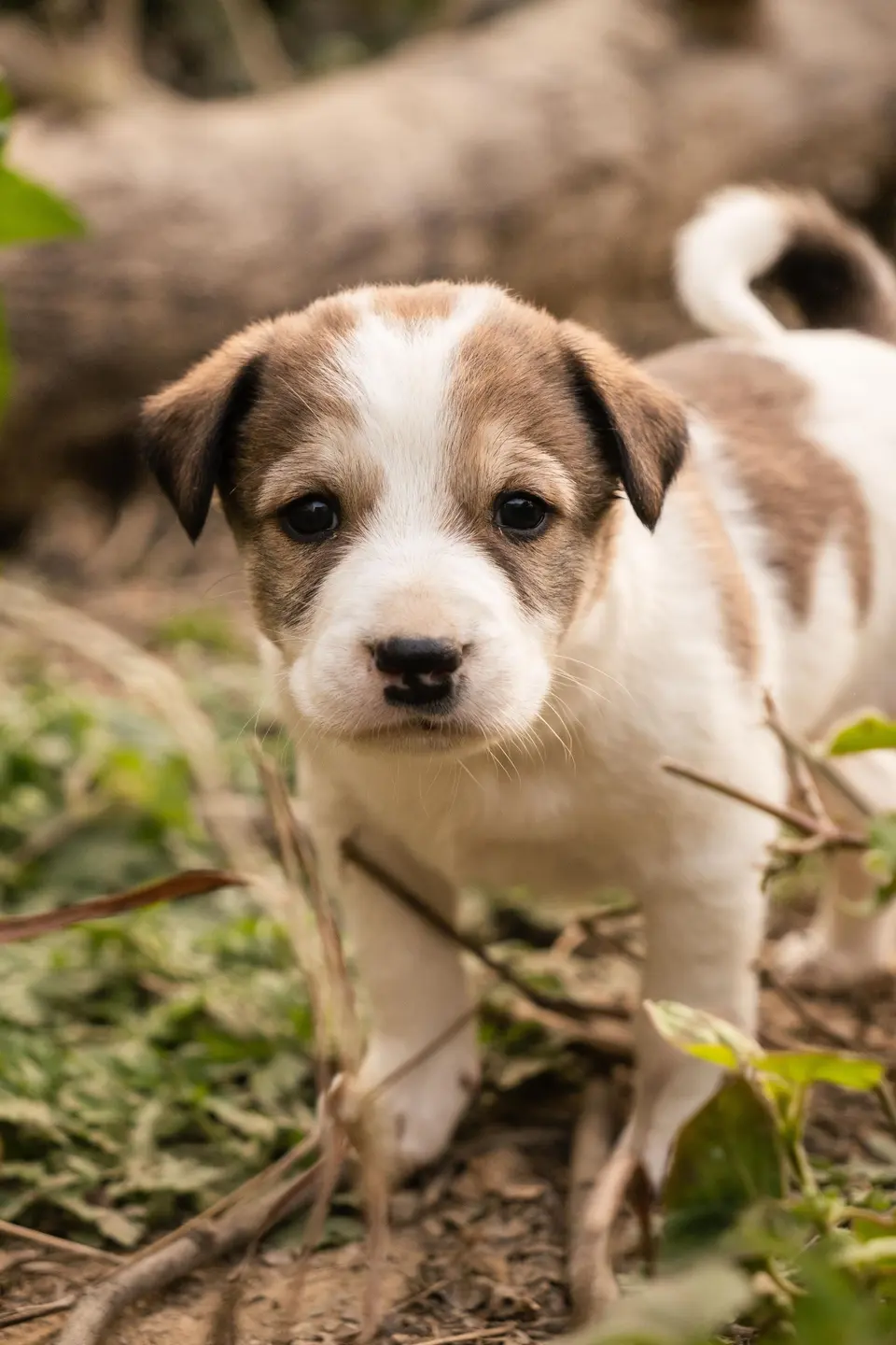 Nobrena Tahılsız Yavru Köpek Maması Kuzulu